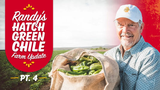 Yuma Green Chile Transplants in Hatch, New Mexico | Hatch Green Chile Update