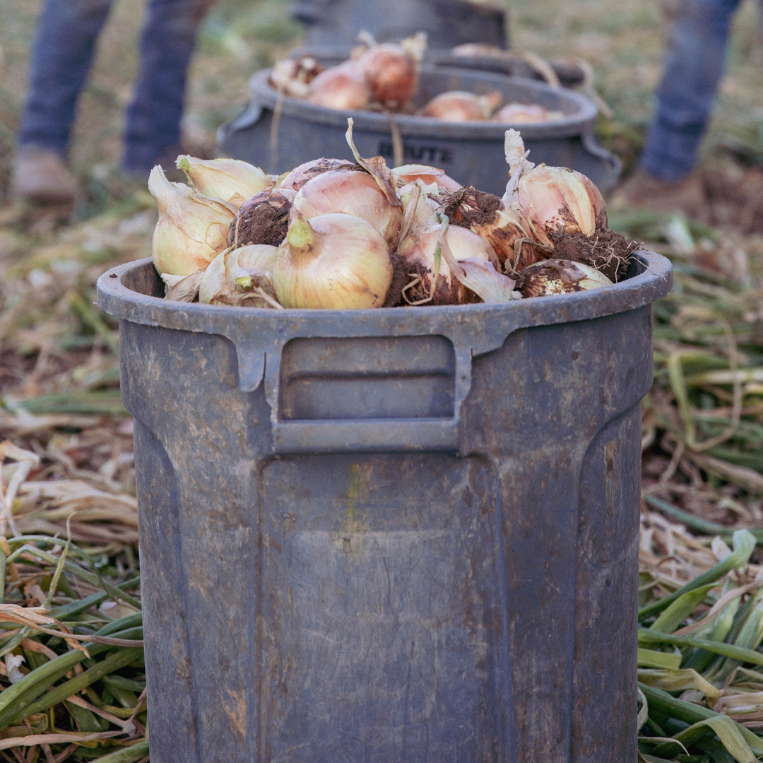 Fresh NuMex Sweet Onions from Hatch, New Mexico – 10lb Box