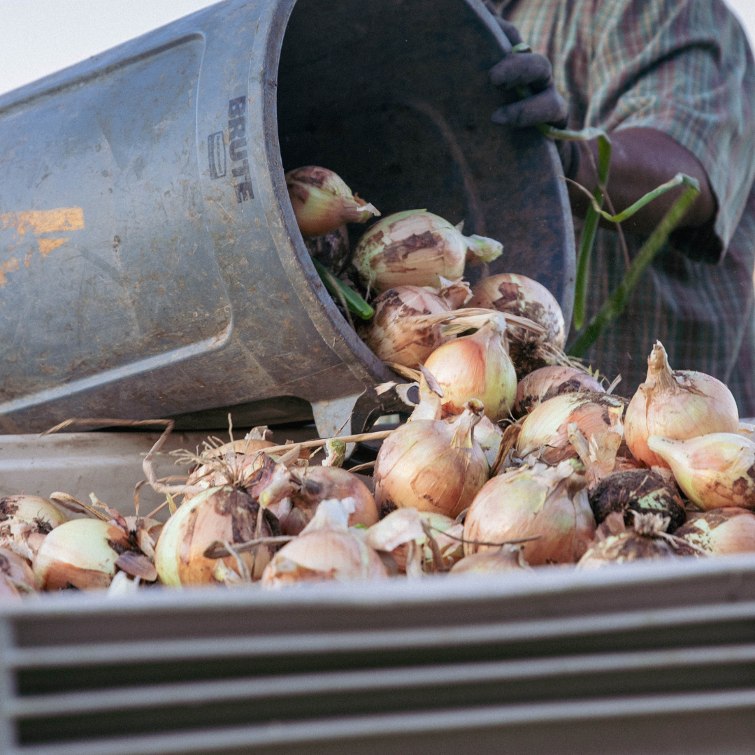 Fresh NuMex Sweet Onions from Hatch, New Mexico – 10lb Box