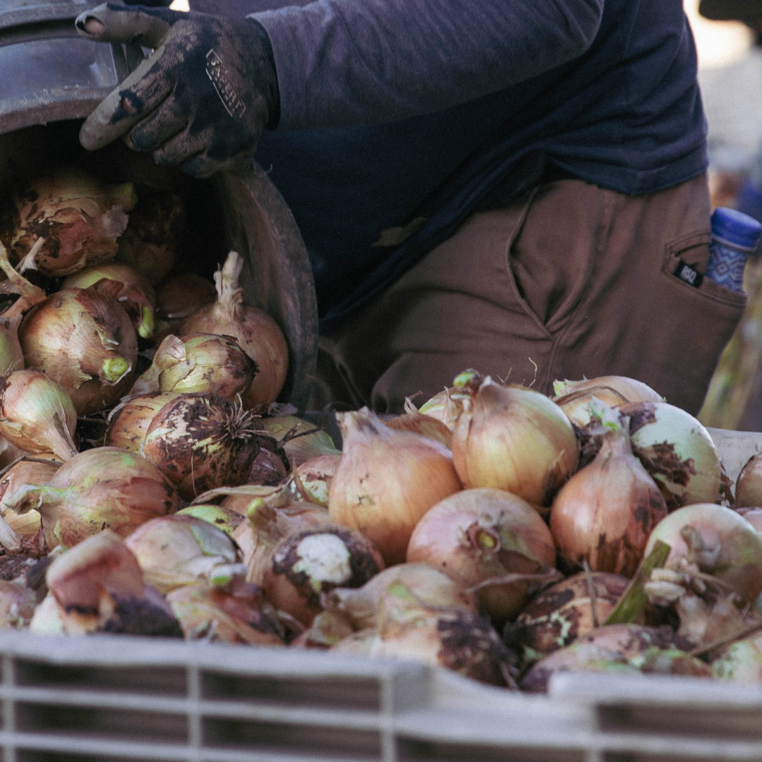Fresh NuMex Sweet Onions from Hatch, New Mexico – 10lb Box