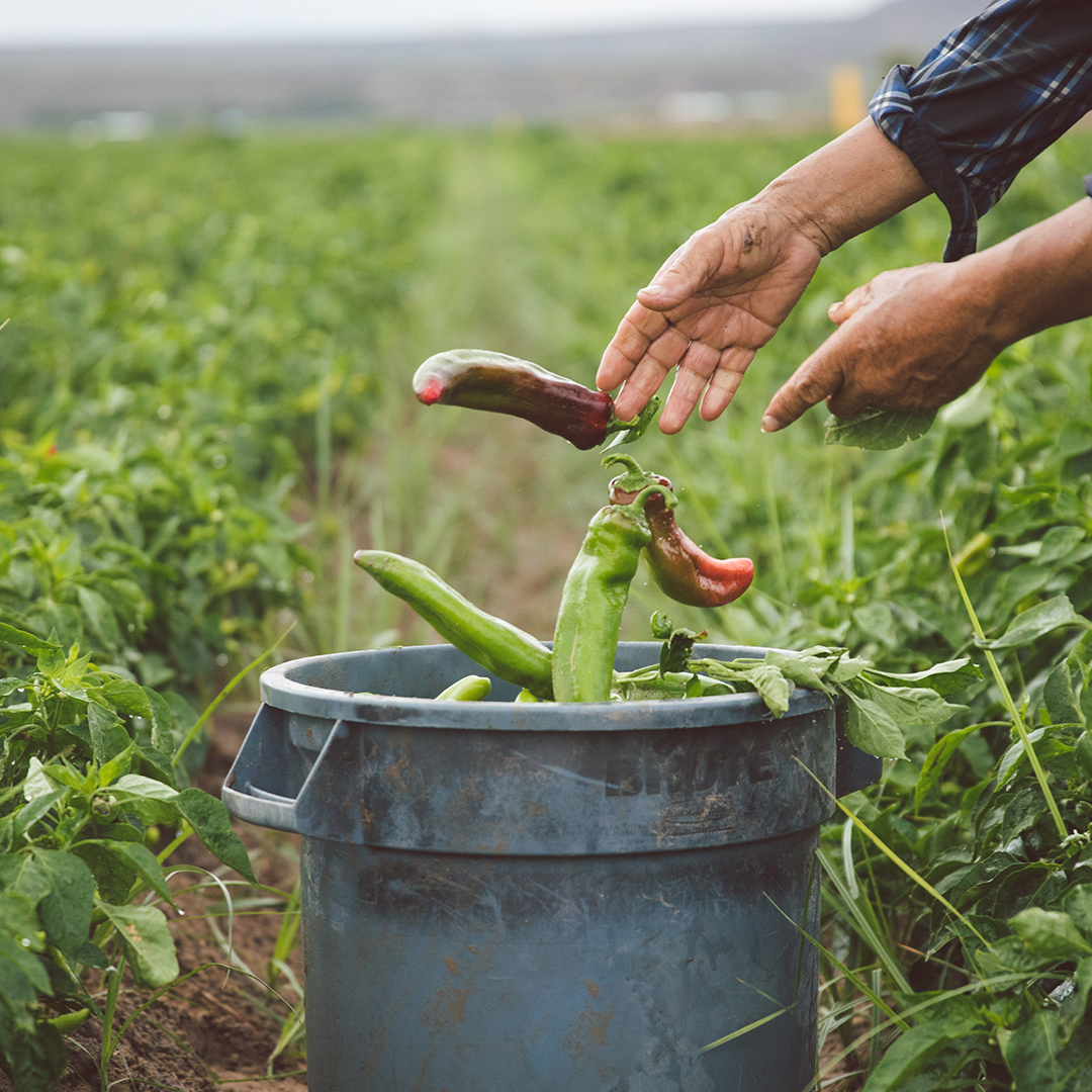 Fresh Hatch Red & Green Chile Blend “Pinto” Peppers (Medium - Hot) | Hatch, New Mexico