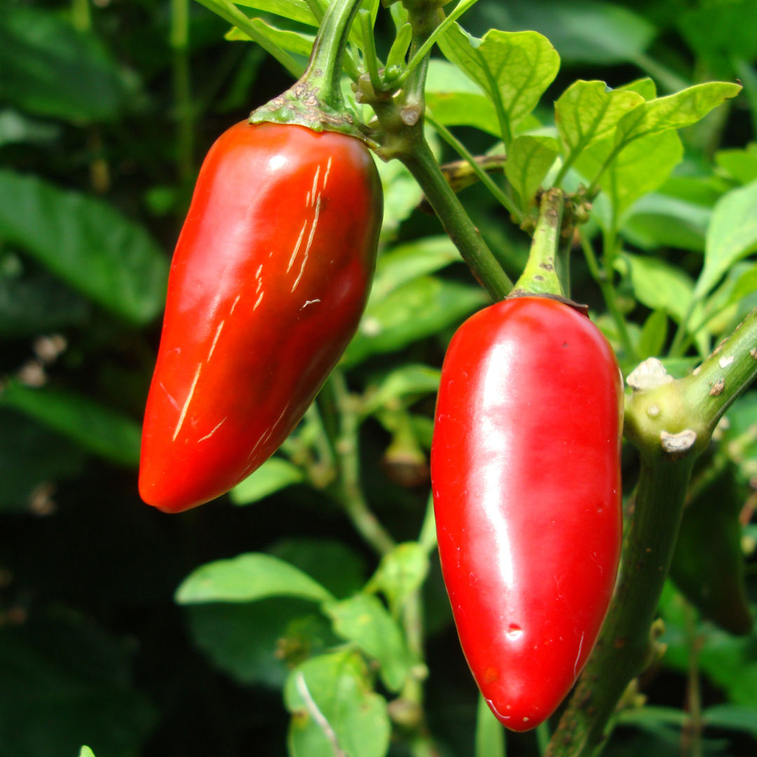 Fresh Hatch Red Jalapeño Peppers | Fully Ripened and Grown in Hatch, New Mexico