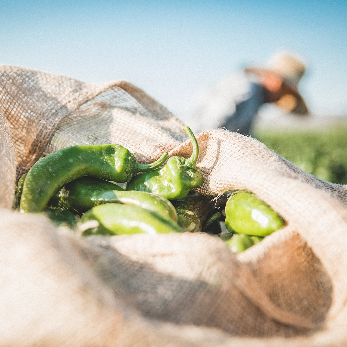 Medium Fresh Hatch Green Chile Peppers | Big Jim - Charger - The Fresh Chile Company