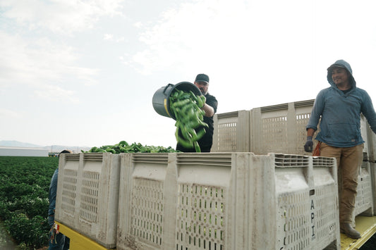 We Hand Harvested Big Jim Hatch Green Chile This Week. Let Me Show You What Happens Next.