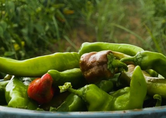Hatch Chile vs. Anaheim Green Chile: Key Differences in Flavor, Heat, and Use