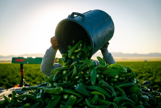 The Ultimate Guide on When and Where to Buy Hatch Green Chiles