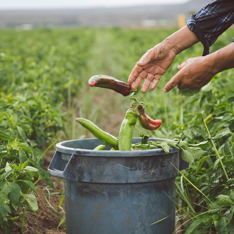 Fresh Hatch Red & Green Chile Blend “Pinto” Peppers (Medium - Hot) | Hatch, New Mexico