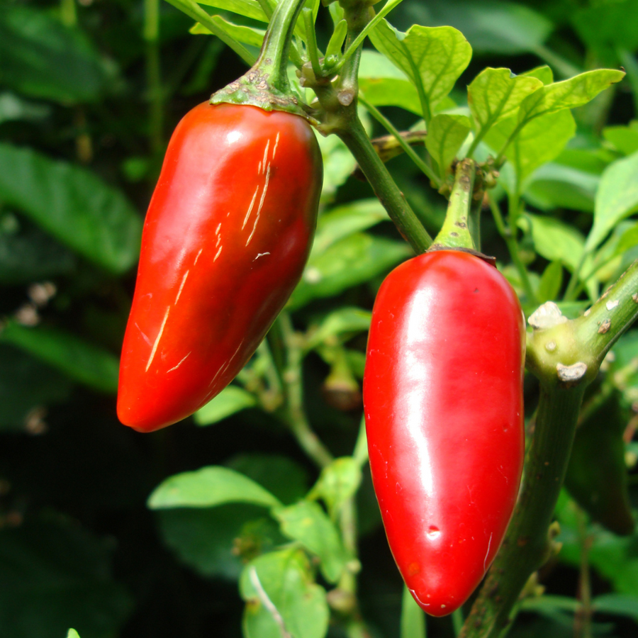 Fresh Hatch Red Jalapeño Peppers product image 2