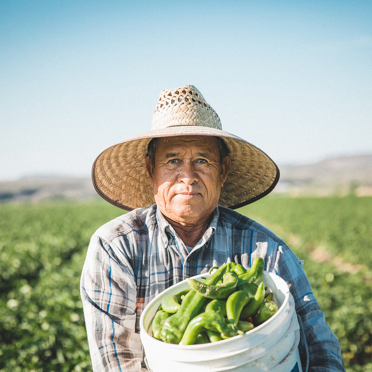 Mild Fresh Hatch Green Chile Peppers | Machete - Joe Parker - The Fresh Chile Company